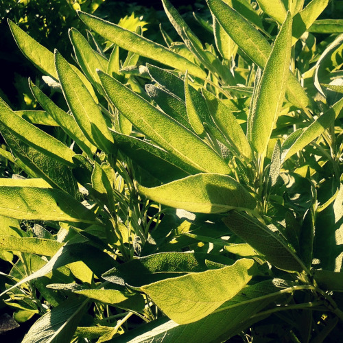 tumblr_o70fg3Nm2O1voy5ewo1_500